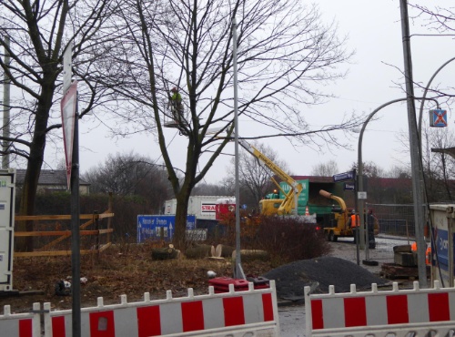 Auf der Baustelle werden neben der Autobahnbrücke die ersten großen Bäume gefällt.